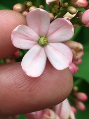Jatropha integerrima
