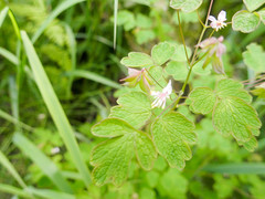 Thalictrum sparsiflorum