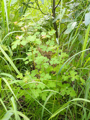 Thalictrum sparsiflorum