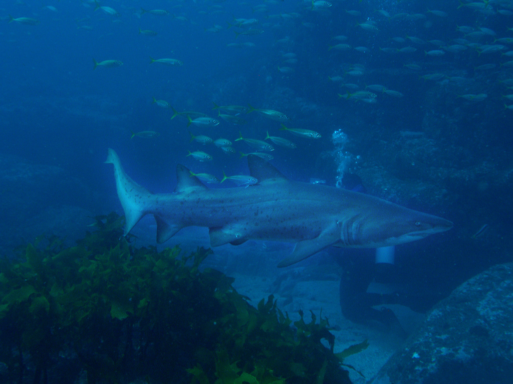 Sand Tiger Shark From Broughton Island, New South Wales, Australia On 