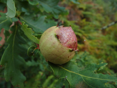 Andricus quercustozae
