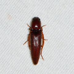 Dicrepidius palmatus