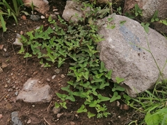 Aristolochia versabilifolia