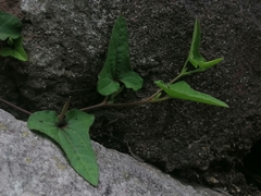 Aristolochia versabilifolia
