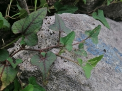 Aristolochia versabilifolia