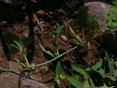 Aristolochia versabilifolia