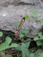 Aristolochia versabilifolia