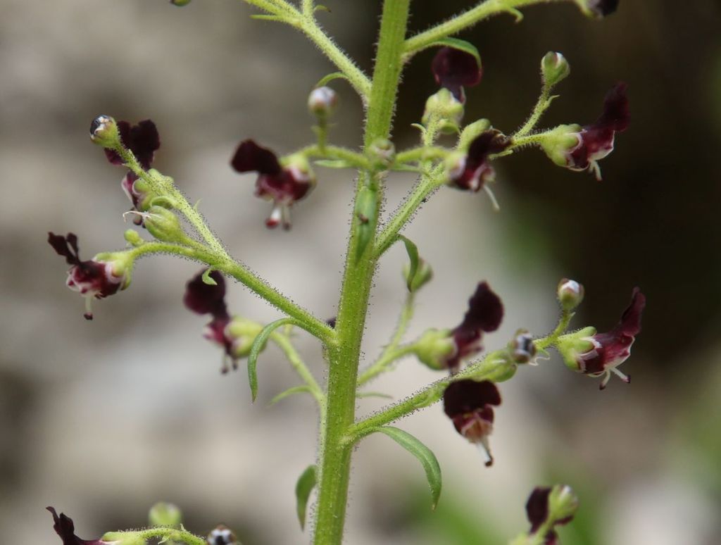 Jura figwort