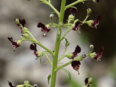Scrophularia juratensis