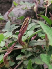 Aristolochia versabilifolia