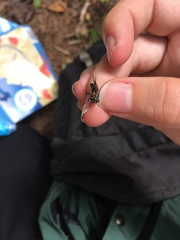 Chrysops cincticornis