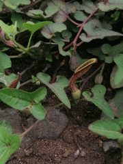 Aristolochia versabilifolia
