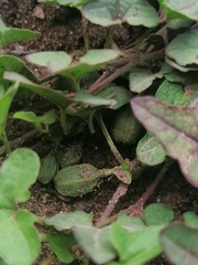 Aristolochia versabilifolia