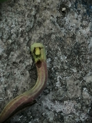 Aristolochia versabilifolia