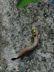 Aristolochia versabilifolia