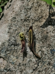 Aristolochia versabilifolia