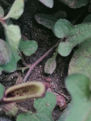 Aristolochia versabilifolia