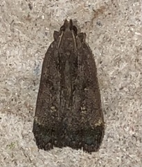 Dichomeris juncidella