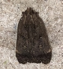 Dichomeris juncidella