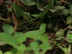 Aristolochia versabilifolia