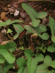 Aristolochia versabilifolia