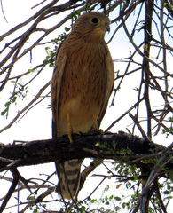 Falco rupicoloides