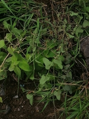 Aristolochia versabilifolia