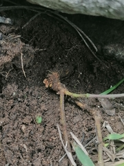 Aristolochia versabilifolia