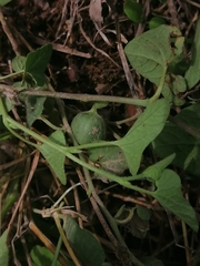 Aristolochia versabilifolia