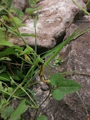 Aristolochia versabilifolia
