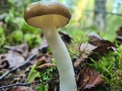 Entoloma clypeatum