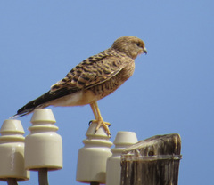 Falco rupicoloides