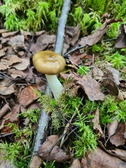 Entoloma clypeatum