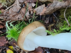 Entoloma clypeatum