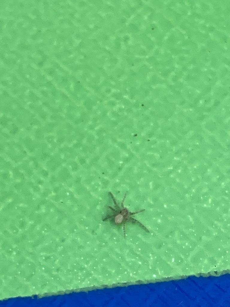 Crab Spiders from Ramsey, MN 55303, USA on July 13, 2021 at 1057 AM by