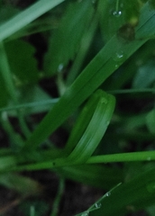 Carex arnellii