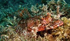 Thysanophrys cirronasus