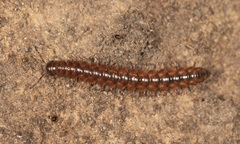 Tasmaniosoma