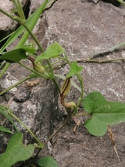 Aristolochia versabilifolia