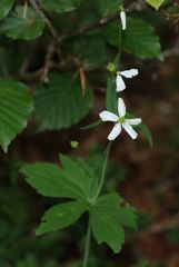 Ranunculus platanifolius