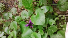 Viola odorata