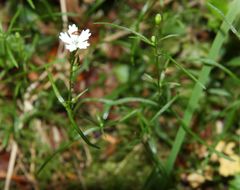 Heliosperma pusillum