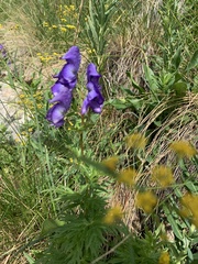 Aconitum nasutum