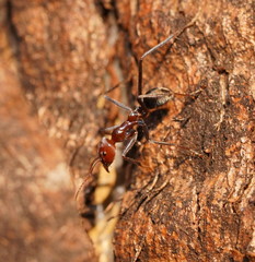 Iridomyrmex purpureus