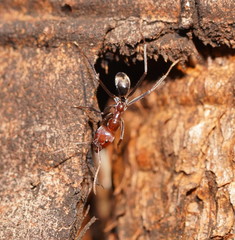 Iridomyrmex purpureus