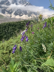 Aconitum nasutum
