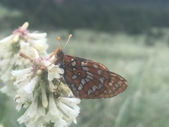 Euphydryas anicia
