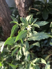 Solanum chenopodioides