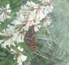 Euphydryas anicia