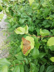 Pararge aegeria